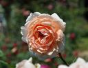 Ji Nang rose photo