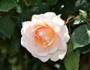 Ji Nang rose photo