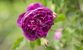 Belle Etaine rose photo