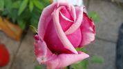 Lucie Nicolas Meyer rose photo