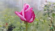 Lucie Nicolas Meyer rose photo