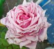 Lucie Nicolas Meyer rose photo