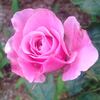 Our Lady of Guadalupe ™ rose photo