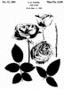 Velvet Beauty rose photo