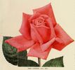 San Gabriel rose photo