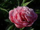 Etched Salmon peony photo
