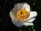 Requiem peony photo