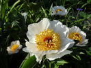 Requiem peony photo