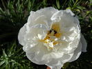 Miss America peony photo