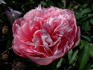 Etched Salmon peony photo
