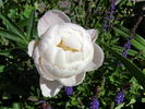 Miss America peony photo