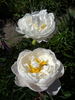 Miss America peony photo
