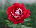 Bajazzo rose photo