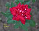 Bajazzo rose photo