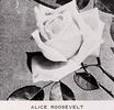 Miss Alice Roosevelt rose photo