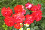 Foc de Tãbãra rose photo