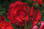 Foc de Tãbãra rose photo
