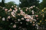 Claus Groth rose photo
