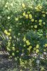 <i>Rosa xanthina</i> 'Allard' rose photo