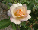Apricot Queen Elizabeth rose photo