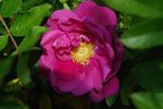 Smart Roadrunner ® rose photo