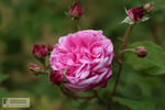 Cocarde Pâle rose photo