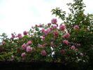 Neige Rose rose photo