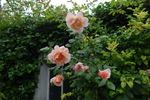 Coraline ® rose photo