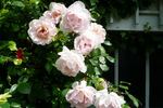 Coraline ® rose photo