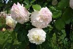 Château de la Bussière ® rose photo