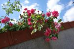 Neige Rose rose photo