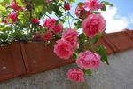 Neige Rose rose photo