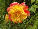 Polka-Babotska rose photo