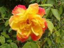 Polka-Babotska rose photo