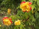 Polka-Babotska rose photo