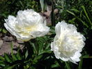 Charlie's White peony photo