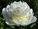 Charlie's White peony photo