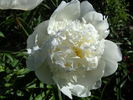 Charlie's White peony photo