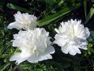 Charlie's White peony photo