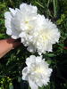 Charlie's White peony photo