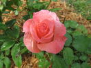 Cherish rose photo