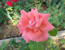Cherish rose photo