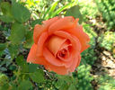 Impulse rose photo