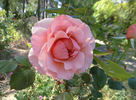 Sweet Valentine ™ rose photo