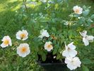 Silver River rose photo