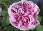 Anke rose photo