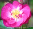 Schubert rose photo