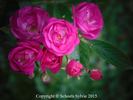 Schubert rose photo