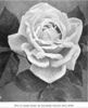 Pride of Waltham rose photo