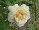 Apricot Queen Elizabeth rose photo